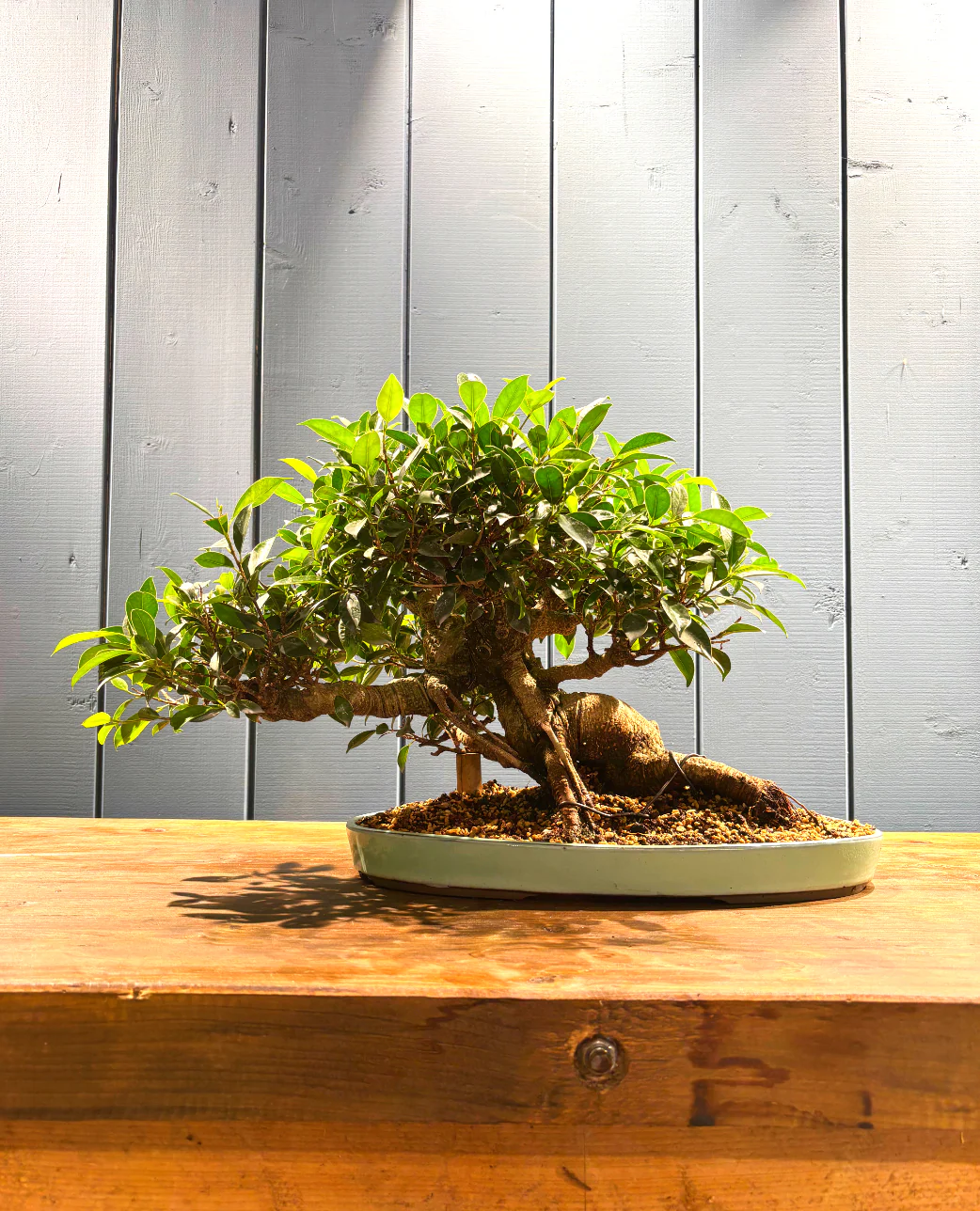 Miniature 1