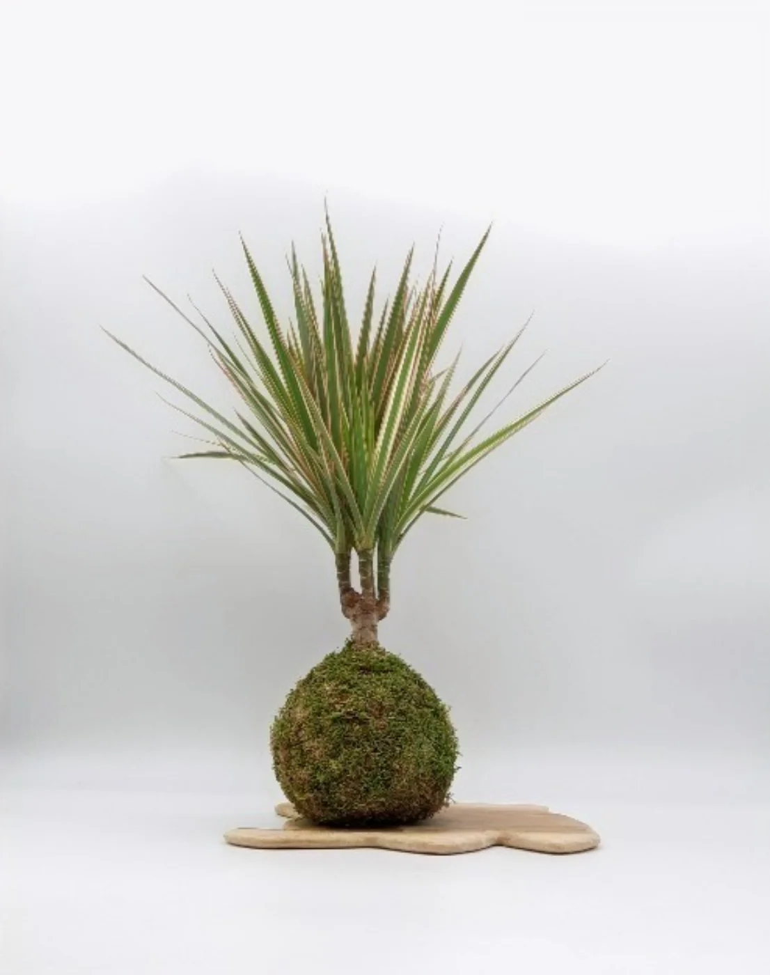 Miniature 1