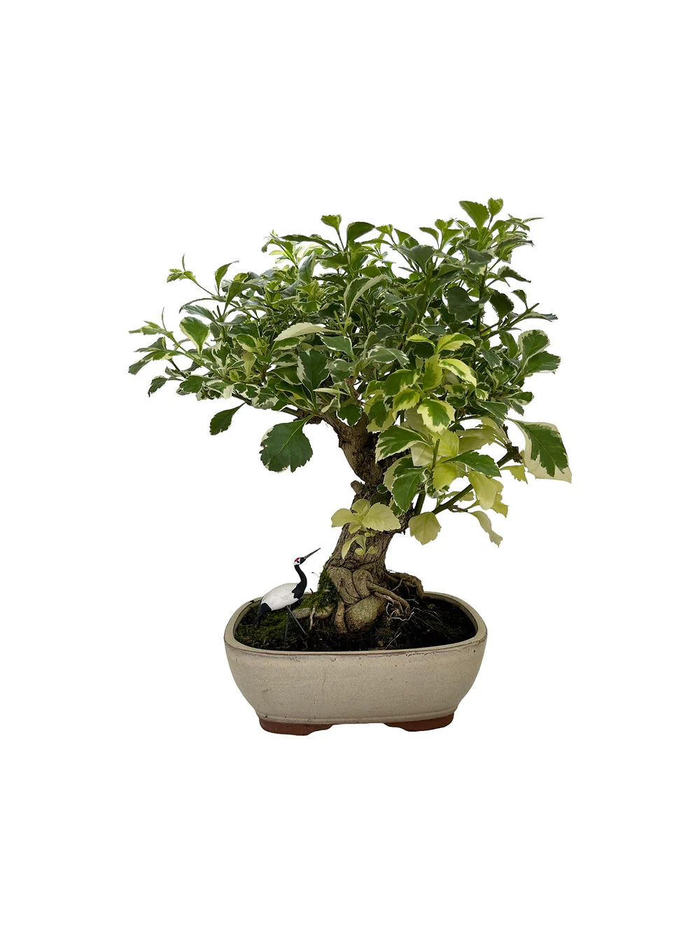 Image du produit 4