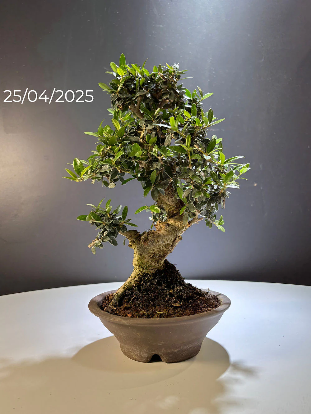 Miniature 1