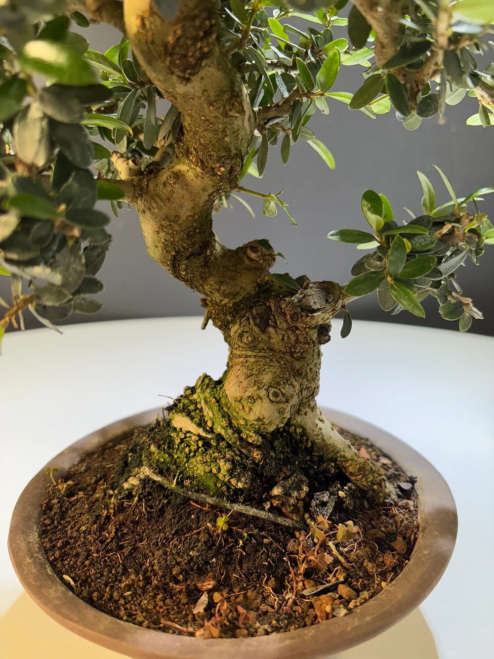 Miniature 2